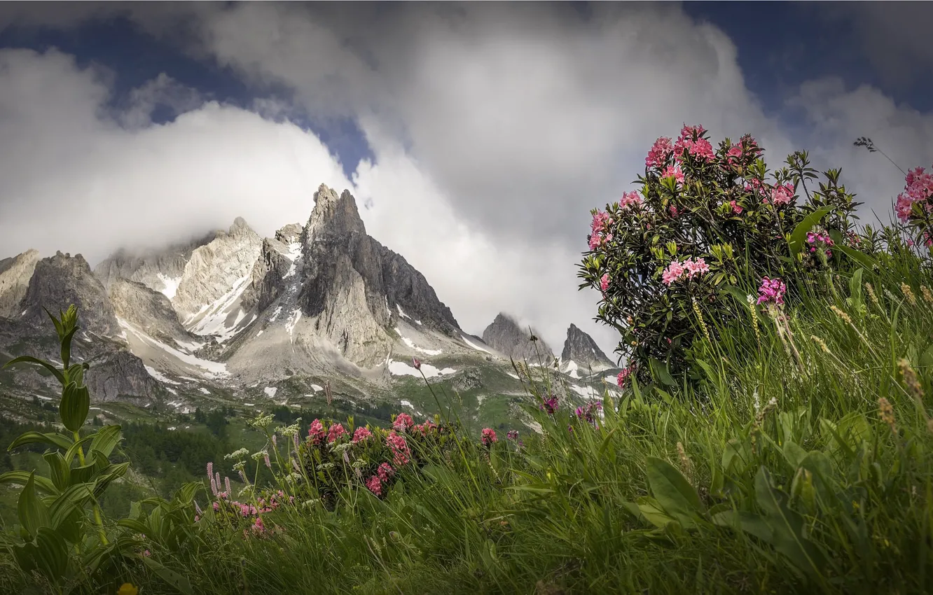 Photo wallpaper landscape, flowers, mountains, nature, beauty