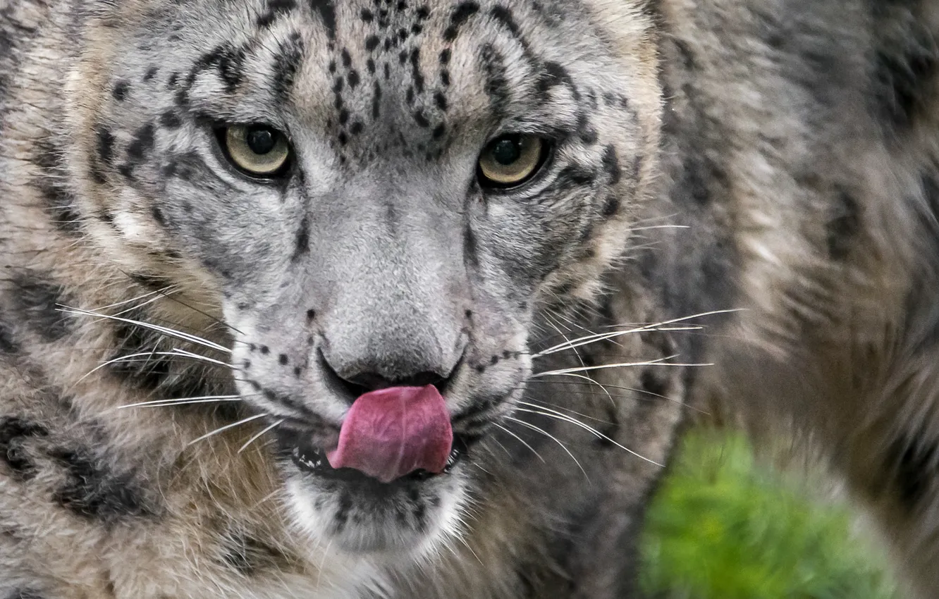 Photo wallpaper language, predator, IRBIS, snow leopard