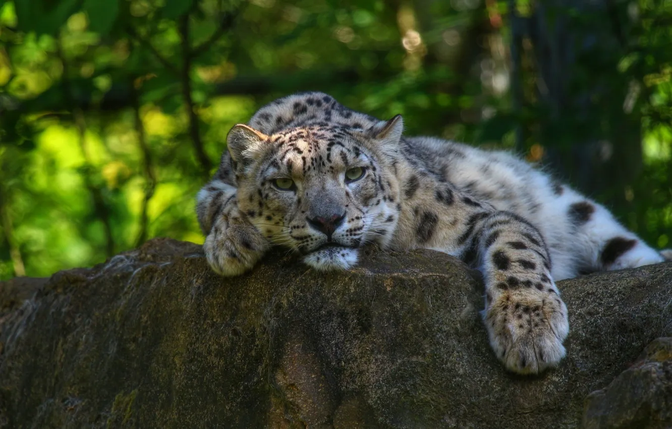 Photo wallpaper face, stay, predator, paws, IRBIS, snow leopard, wild cat