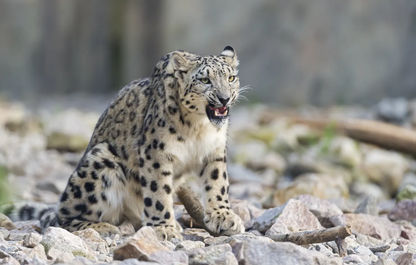 Photo wallpaper cat, stones, IRBIS, snow leopard, ©Tambako The Jaguar