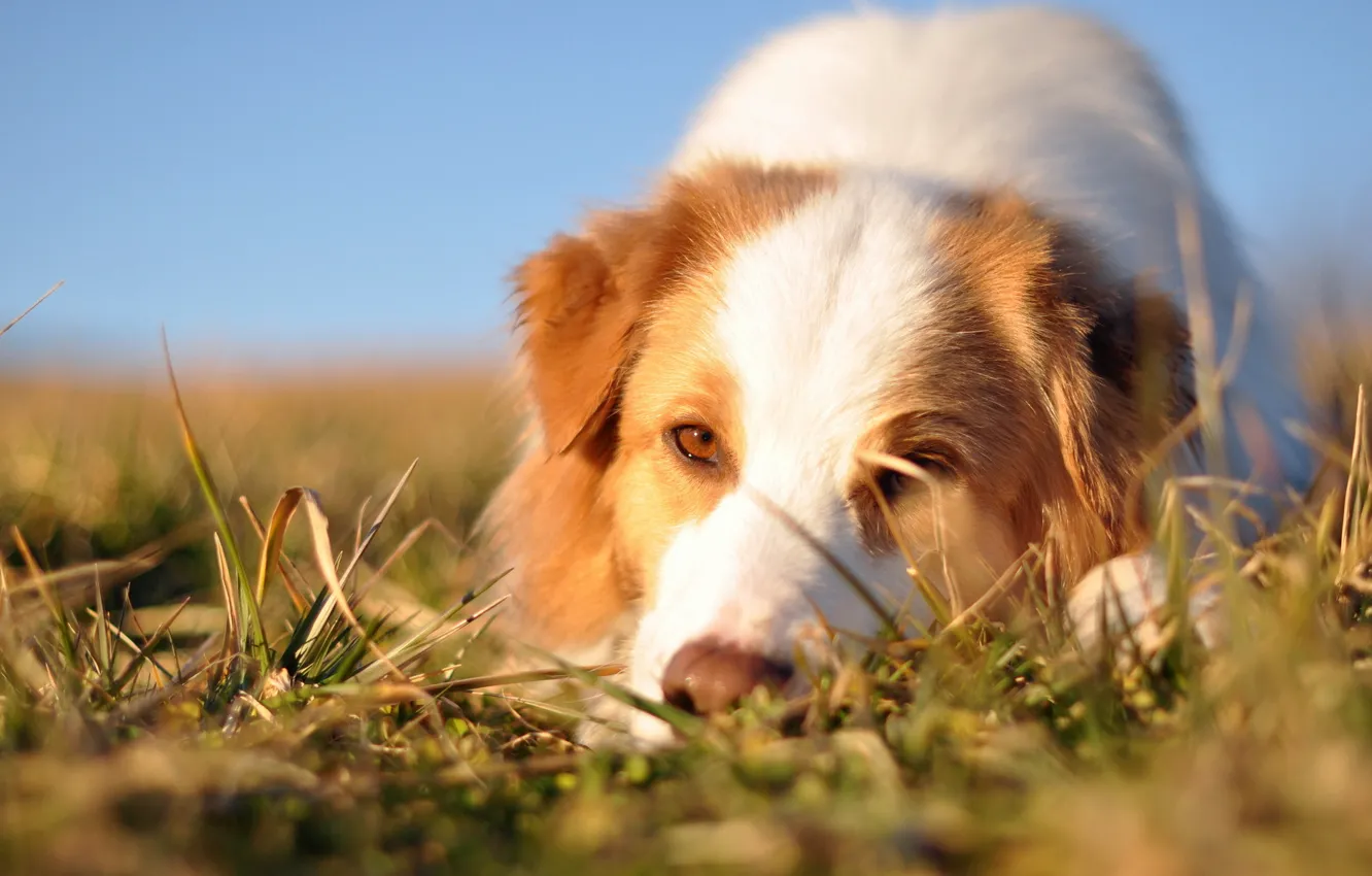 Photo wallpaper look, each, dog