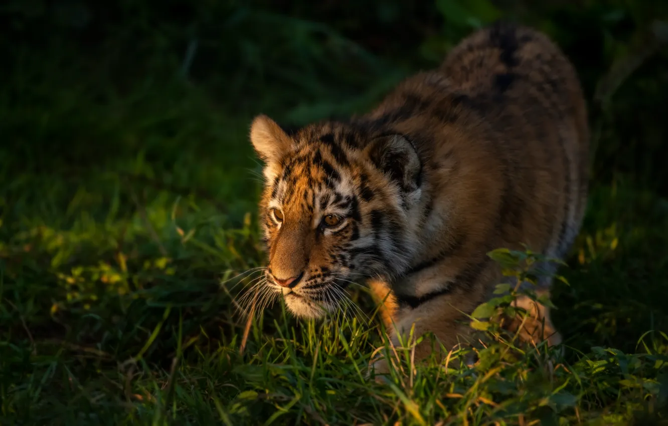 Photo wallpaper grass, tiger, cub, kitty, tiger
