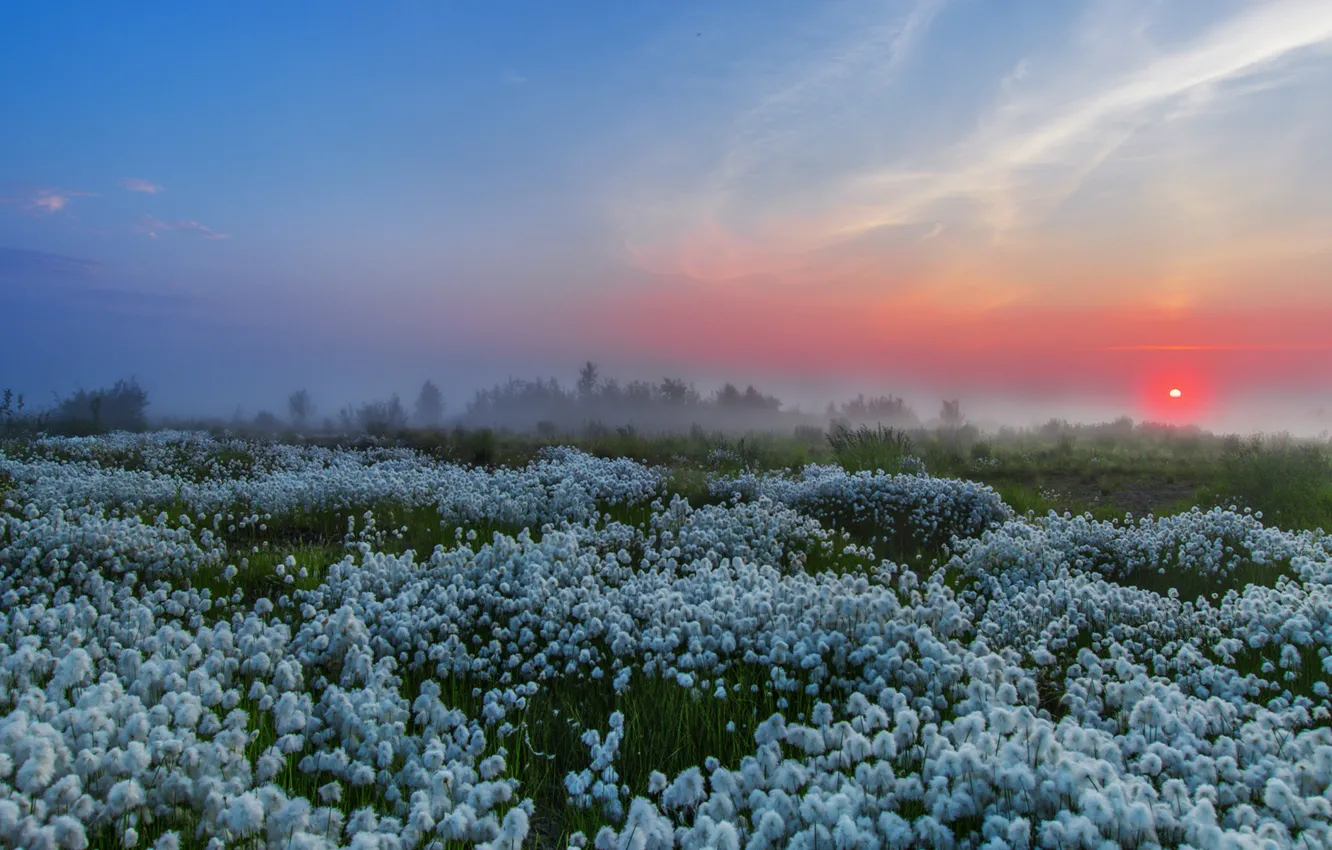 Photo wallpaper the sky, sunset, flowers, fog, cottongrass