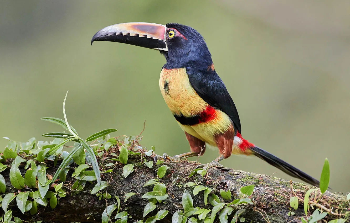 Photo wallpaper leaves, bird, log, Toucan