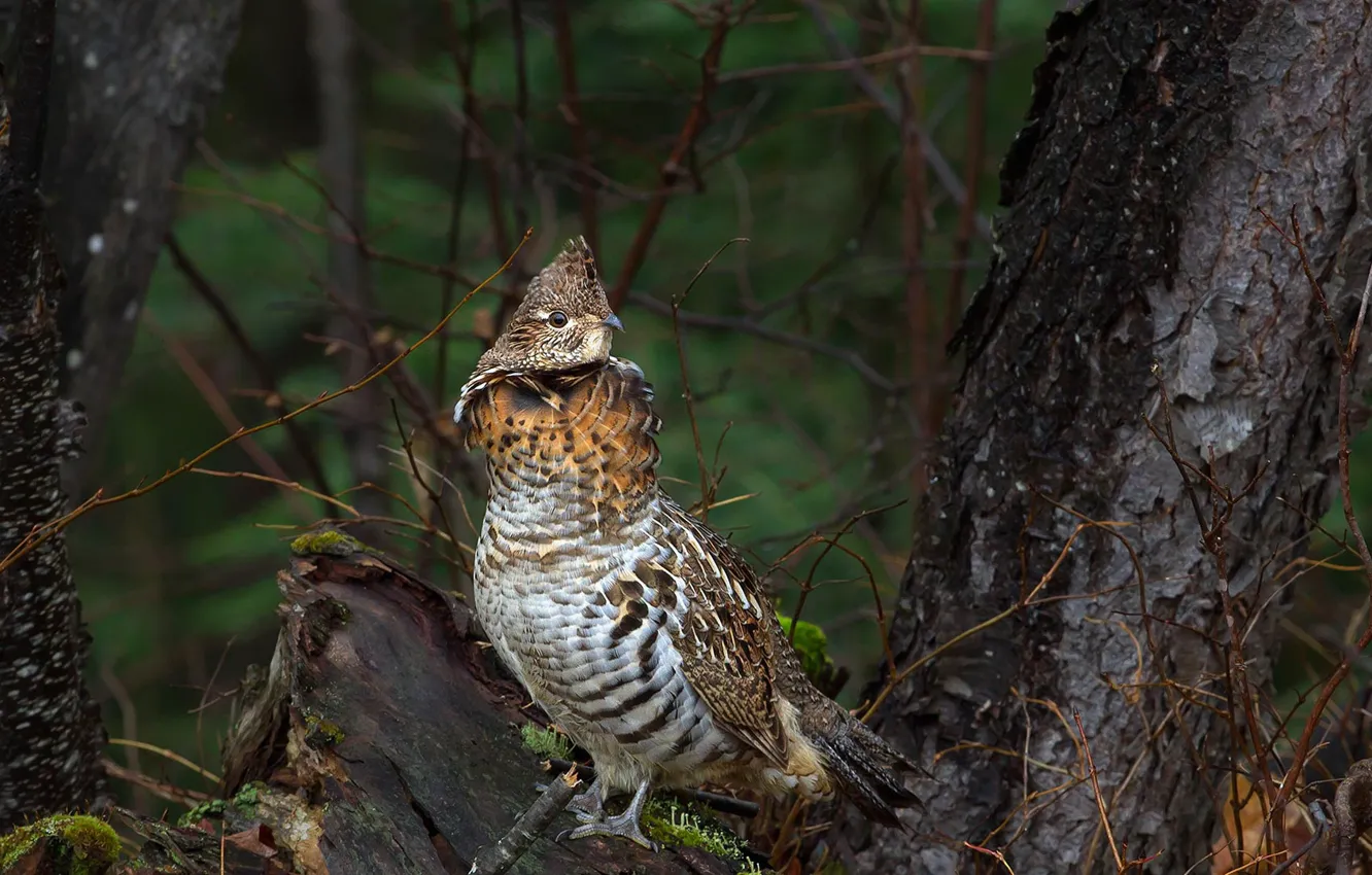 Photo wallpaper bird, Canada, Ontario, Algonquin provincial Park, collaring grouse