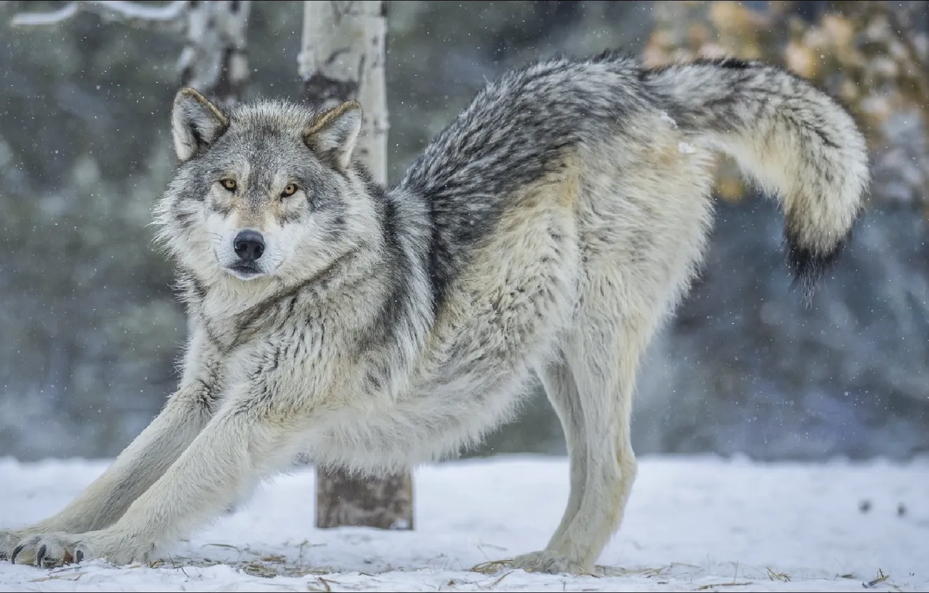 Photo wallpaper wolf, look, pose
