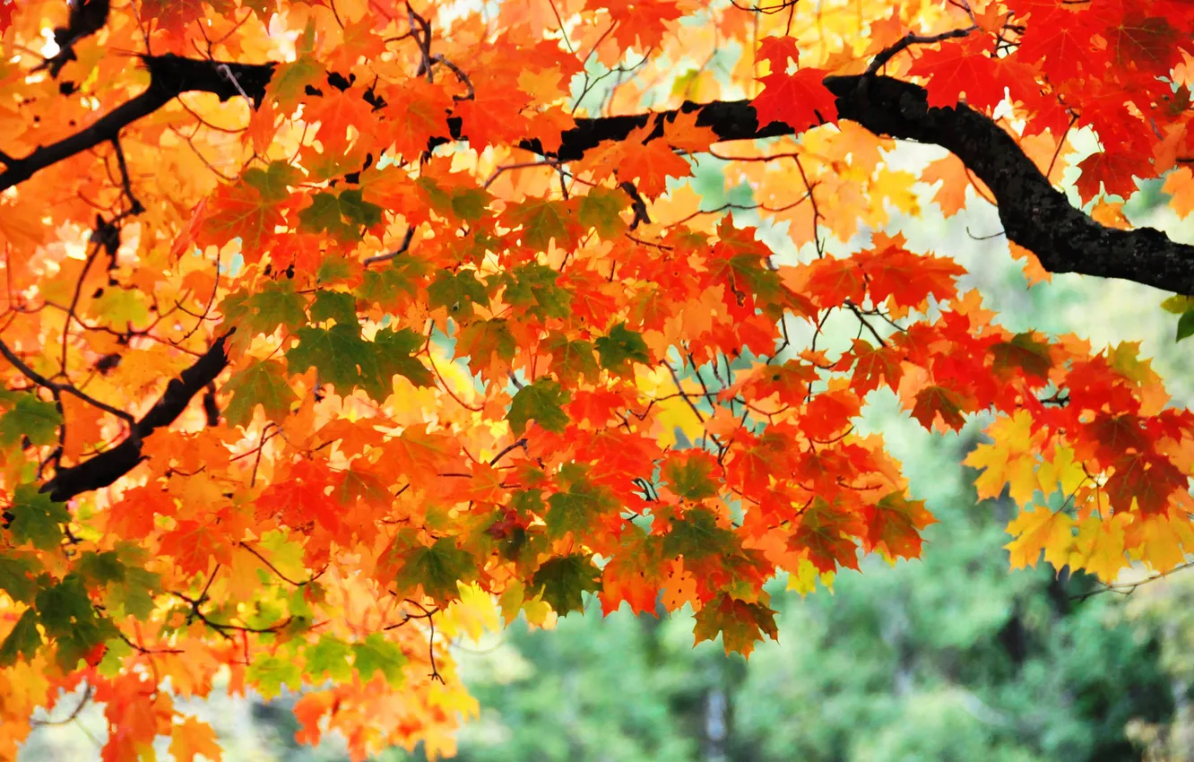 Photo wallpaper autumn, leaves, trees, branches, maple