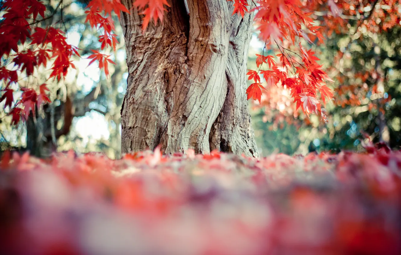 Photo wallpaper leaves, trees, red