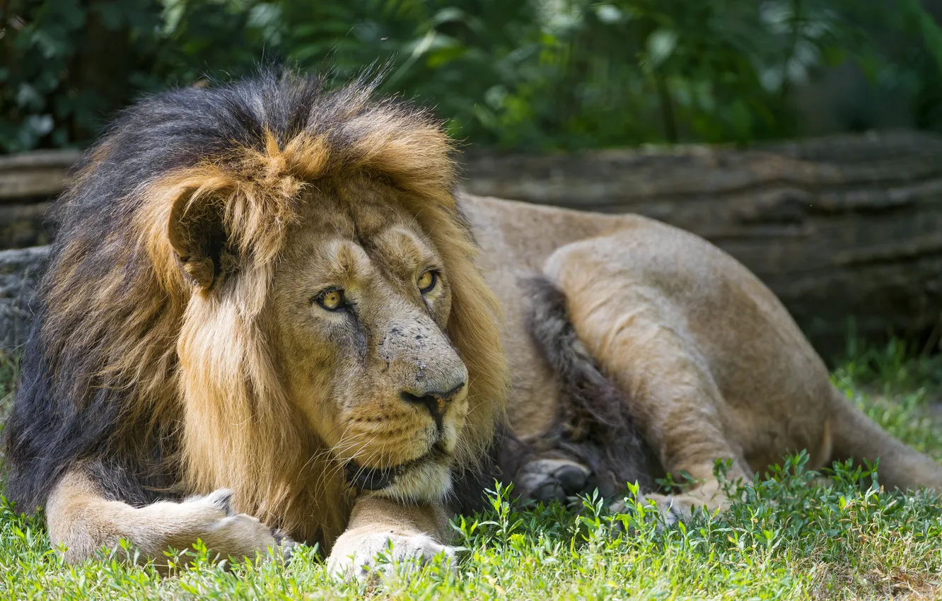Photo wallpaper cat, grass, stay, Leo, ©Tambako The Jaguar