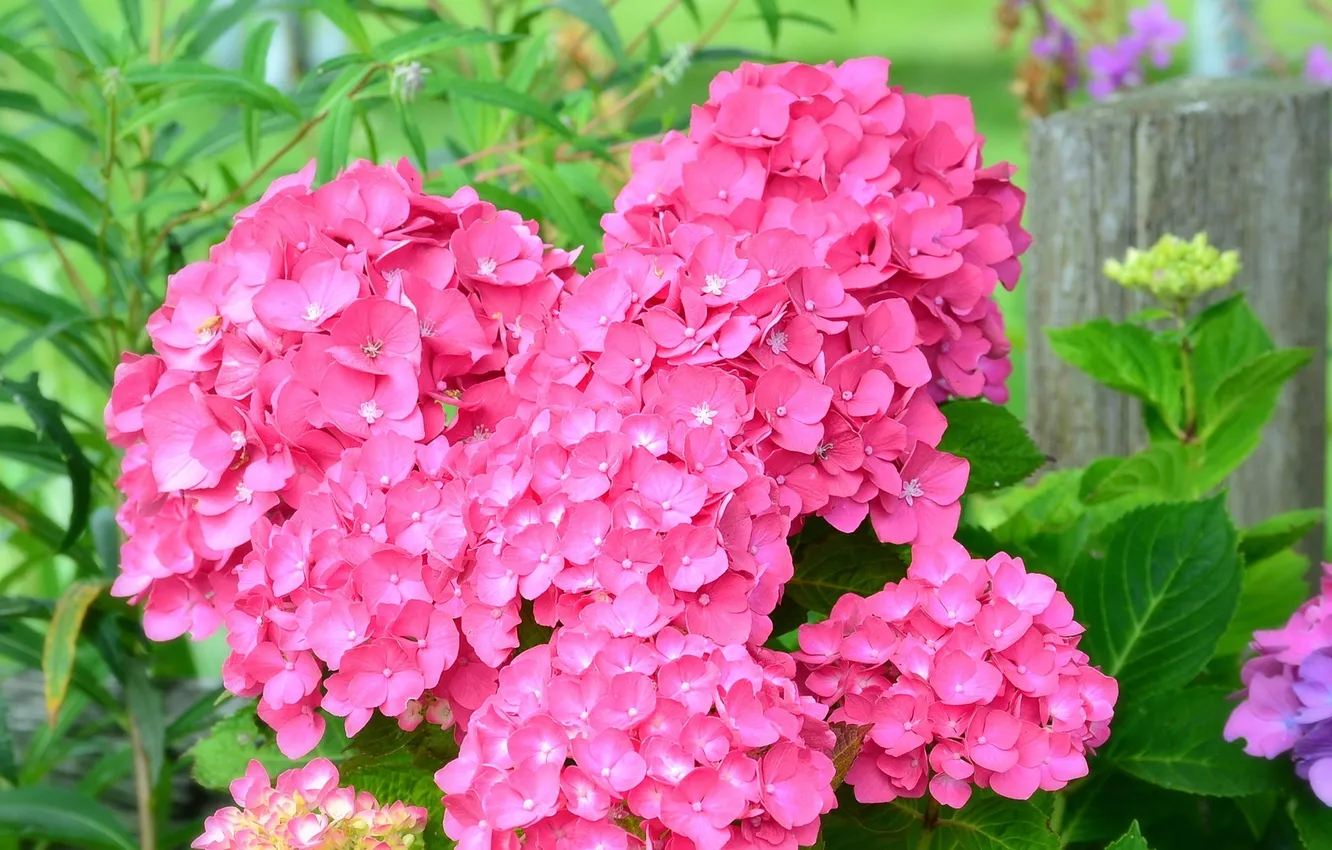 Photo wallpaper flowers, foliage, flowering, flowers, hydrangea, bloom, hydrangea, the leaves