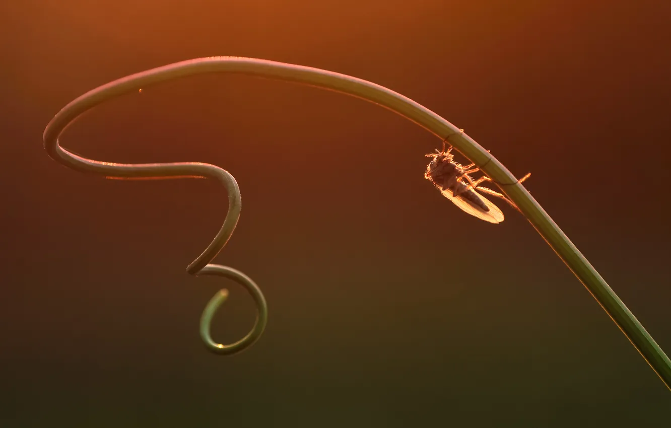 Photo wallpaper grass, macro, branches, swirling, Komashko
