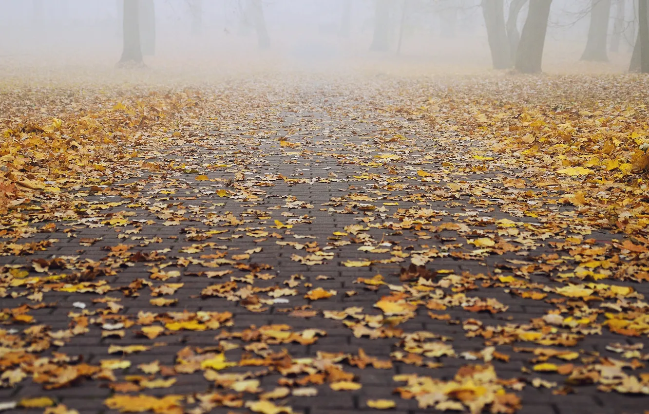 Photo wallpaper autumn, leaves, trees, fog, Park, the way