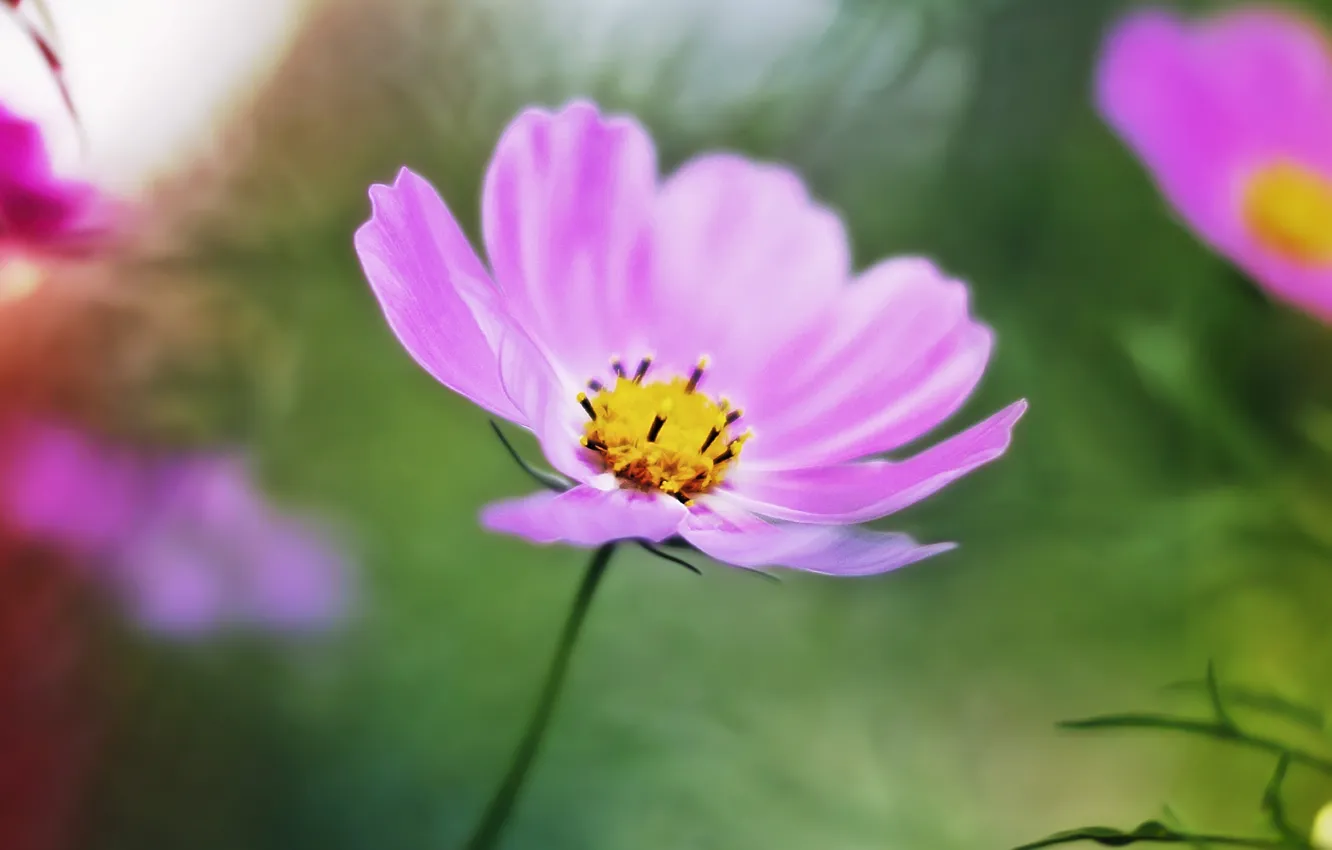 Photo wallpaper autumn, macro, sunset, pink flowers