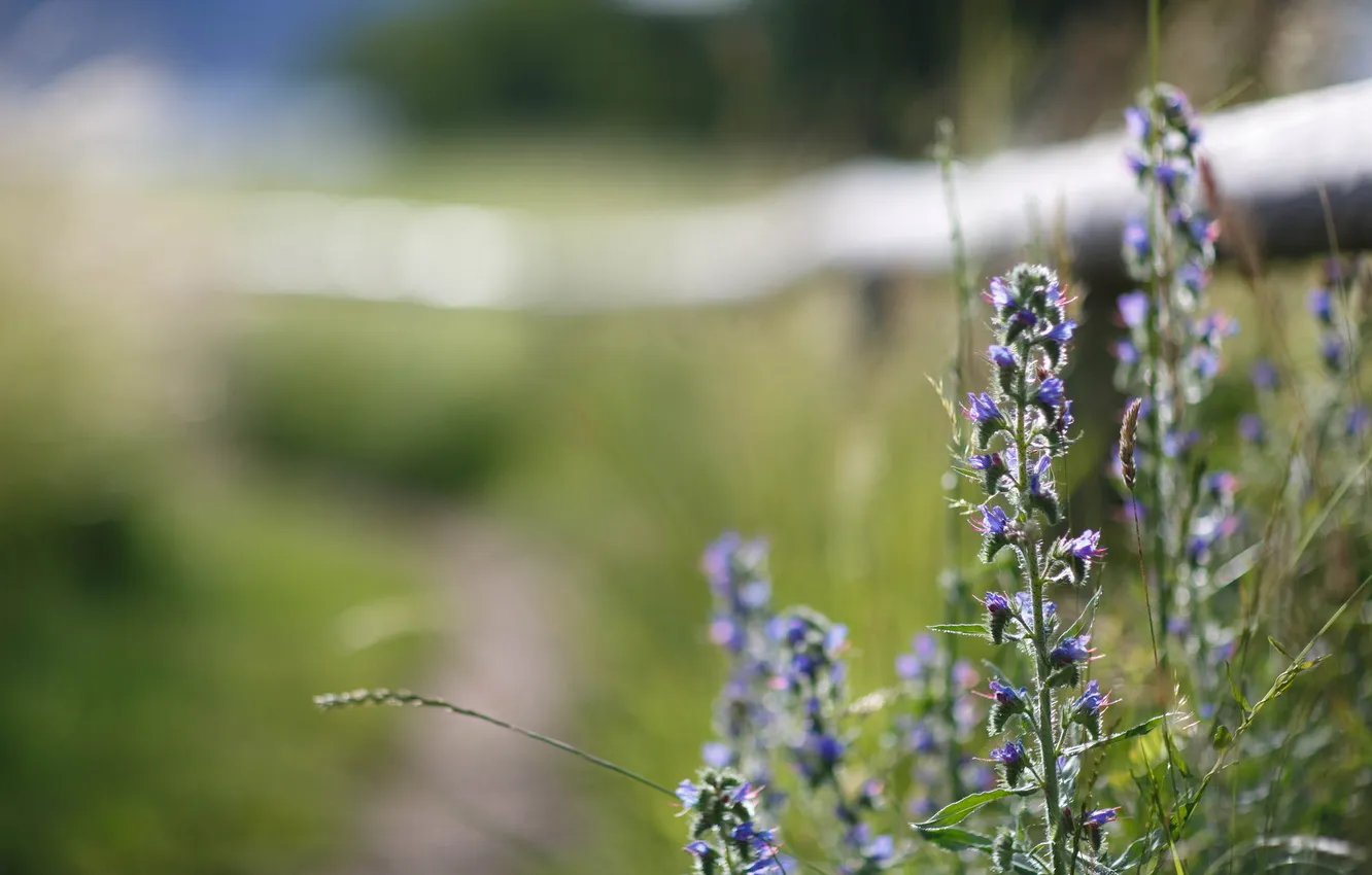 Photo wallpaper grass, macro, nature