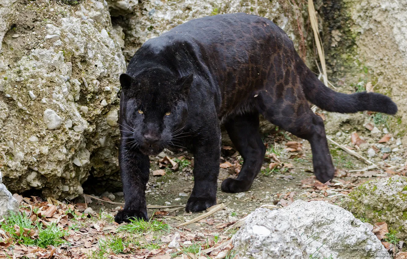 Photo wallpaper predator, power, Panther, Jaguar, wild cat