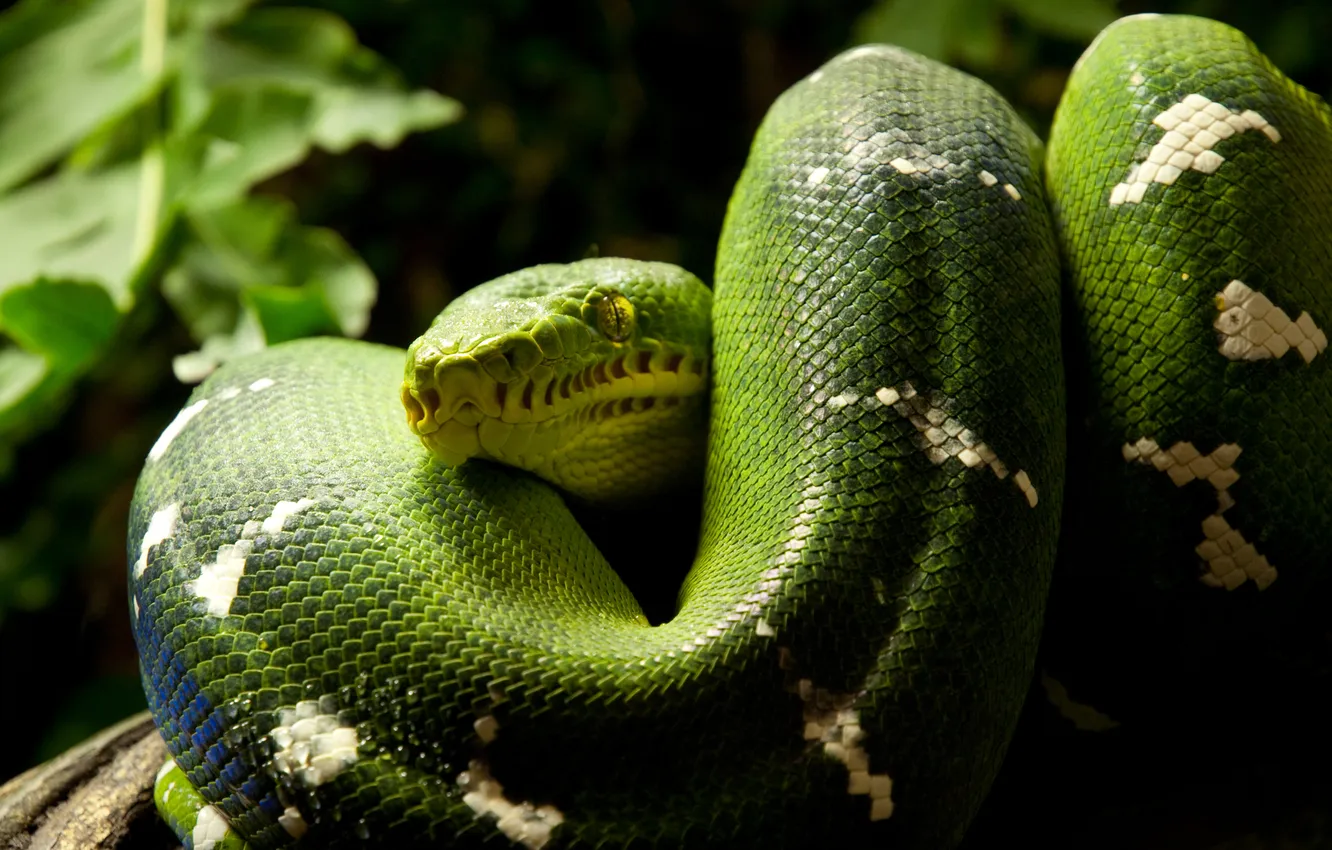 Photo wallpaper green, snake, ring, reptile