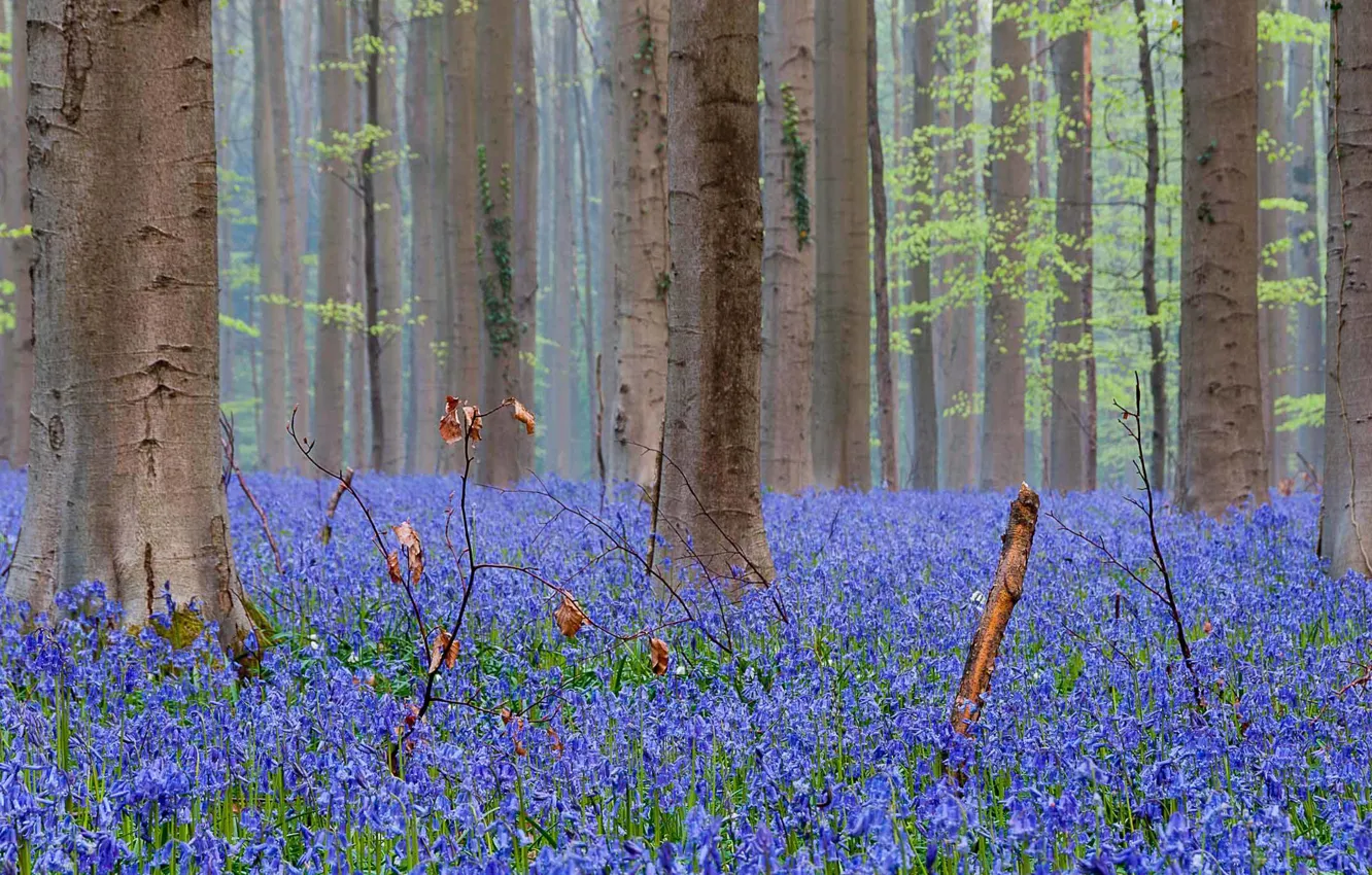 Photo wallpaper forest, nature, flowers, spring, bluebells