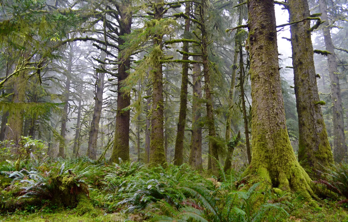 Photo wallpaper forest, trees, nature, Oregon, USA, Cascade Head Hiking Trail