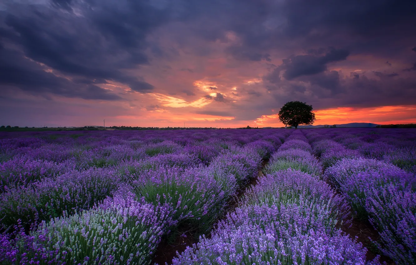 Photo wallpaper summer, trees, lavender, lavender field