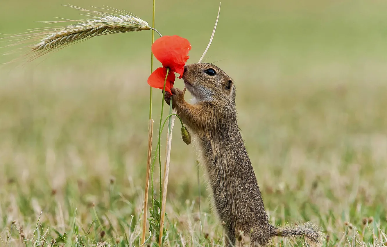 Photo wallpaper flower, nature, Mac, petals, rodent, the European ground squirrel