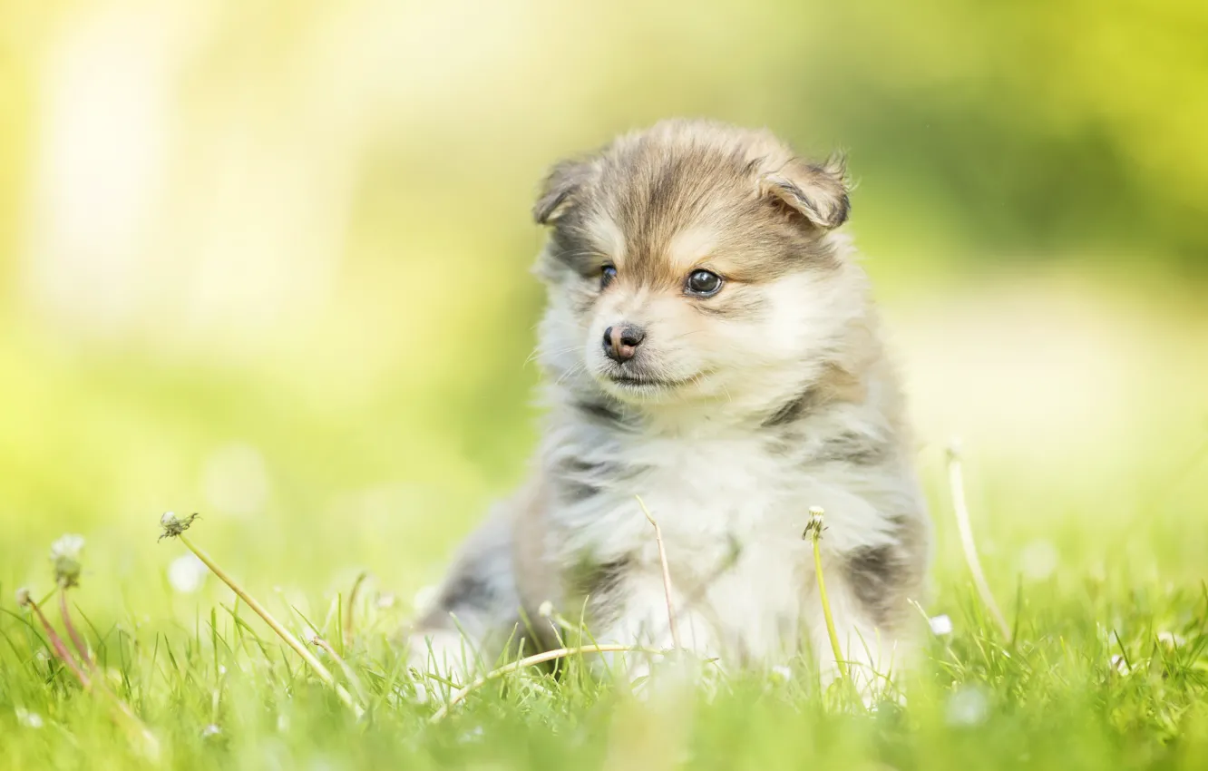 Photo wallpaper dog, baby, puppy, dandelions, bokeh, Finnish lapphund