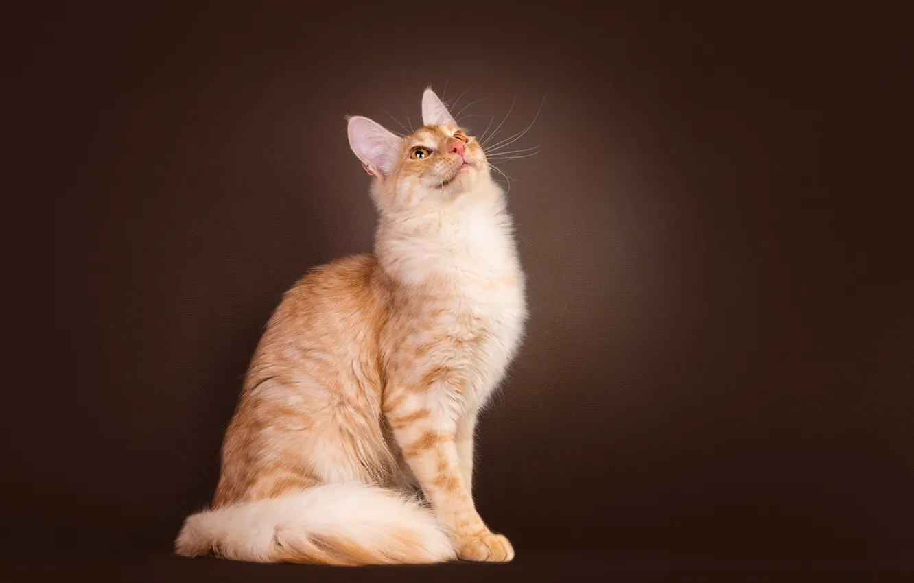 Photo wallpaper cat, background, kitty