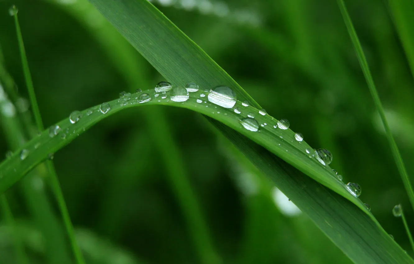 Photo wallpaper grass, water, drops, leaf
