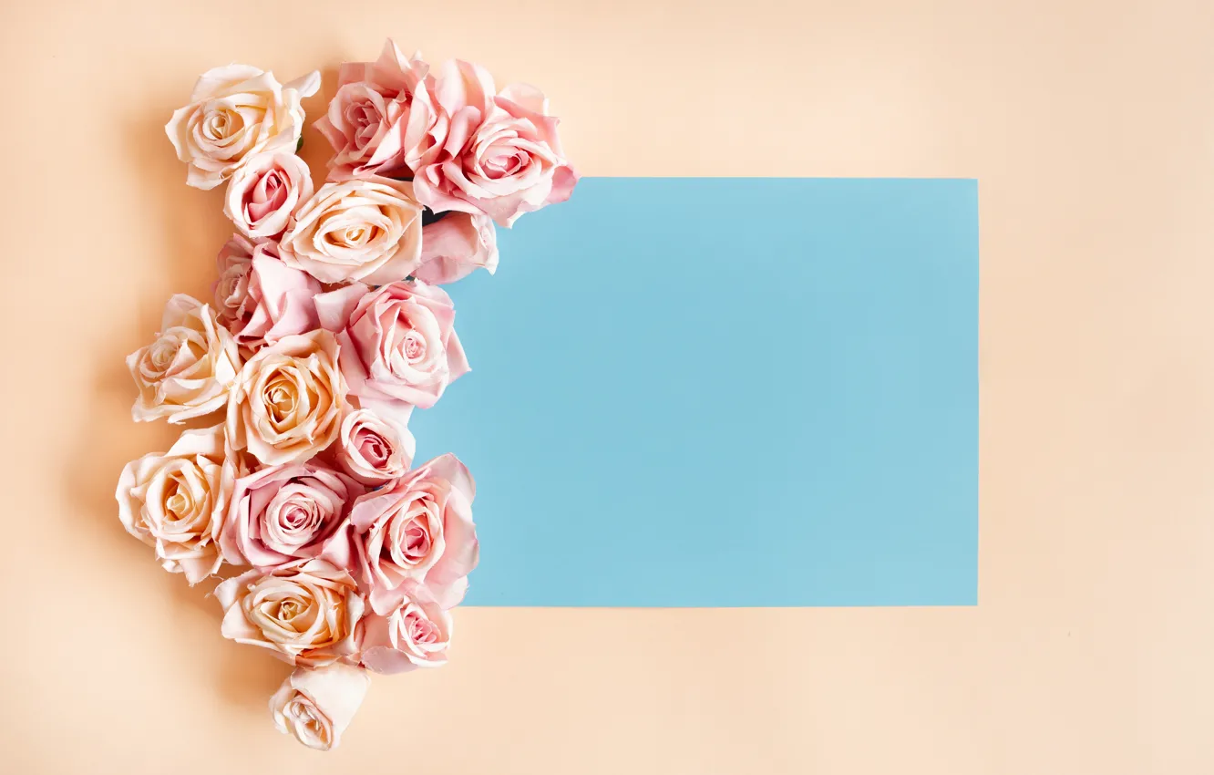 Photo wallpaper background, roses, pink, composition