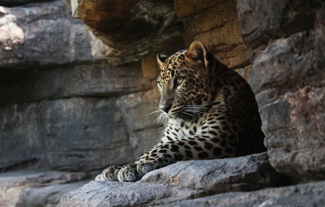 Photo wallpaper cat, rocks, stay, predator, leopard