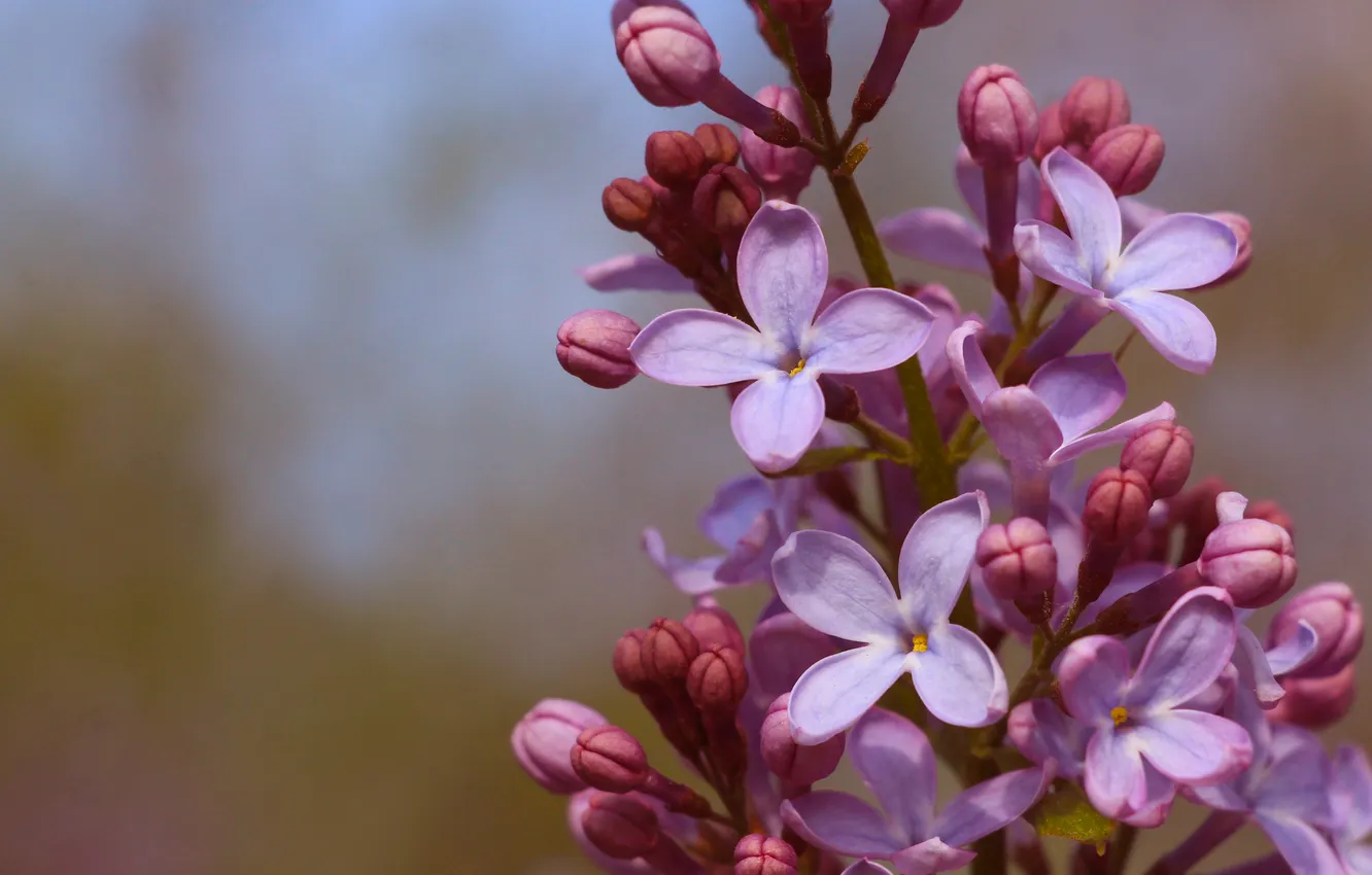 Photo wallpaper flower, spring, lilac, twig, blooming