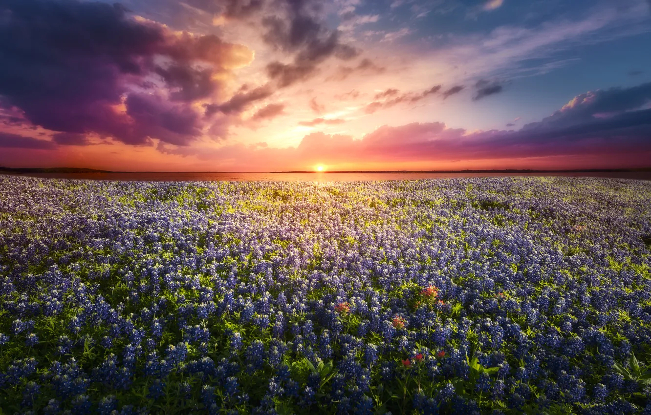 Photo wallpaper field, flowers, meadow, lupins