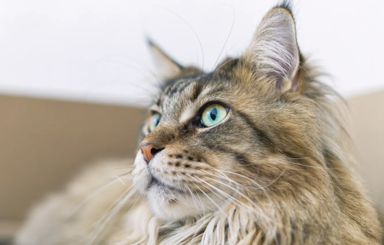 Photo wallpaper cat, cat, look, Maine Coon