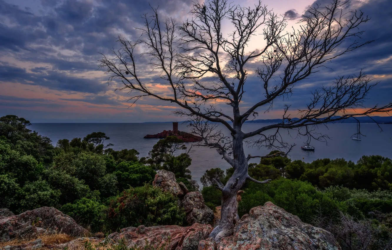 Photo wallpaper sea, tree, shore