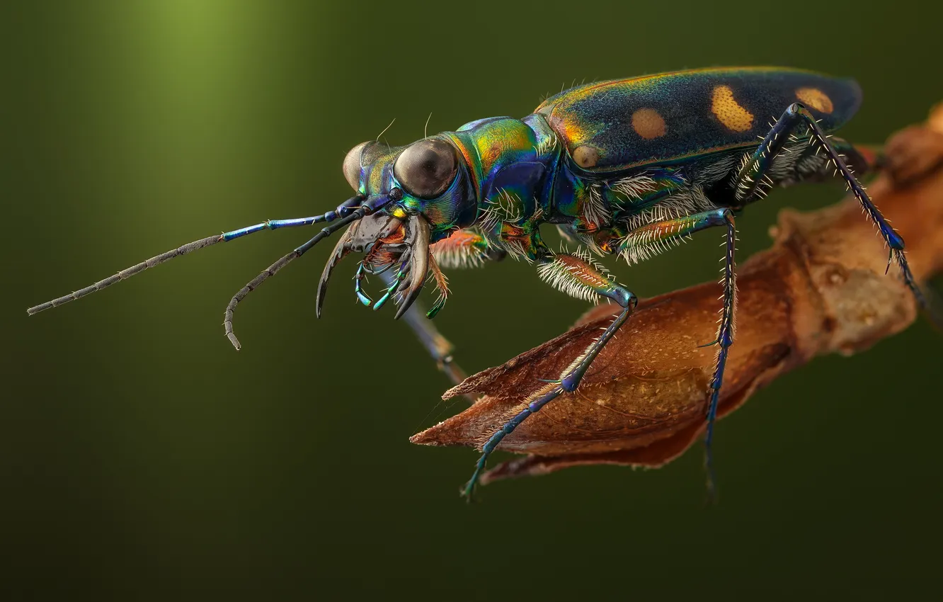 Photo wallpaper mustache, beetle, insect, closeup, Vibrissae, cosmodela aurulenta