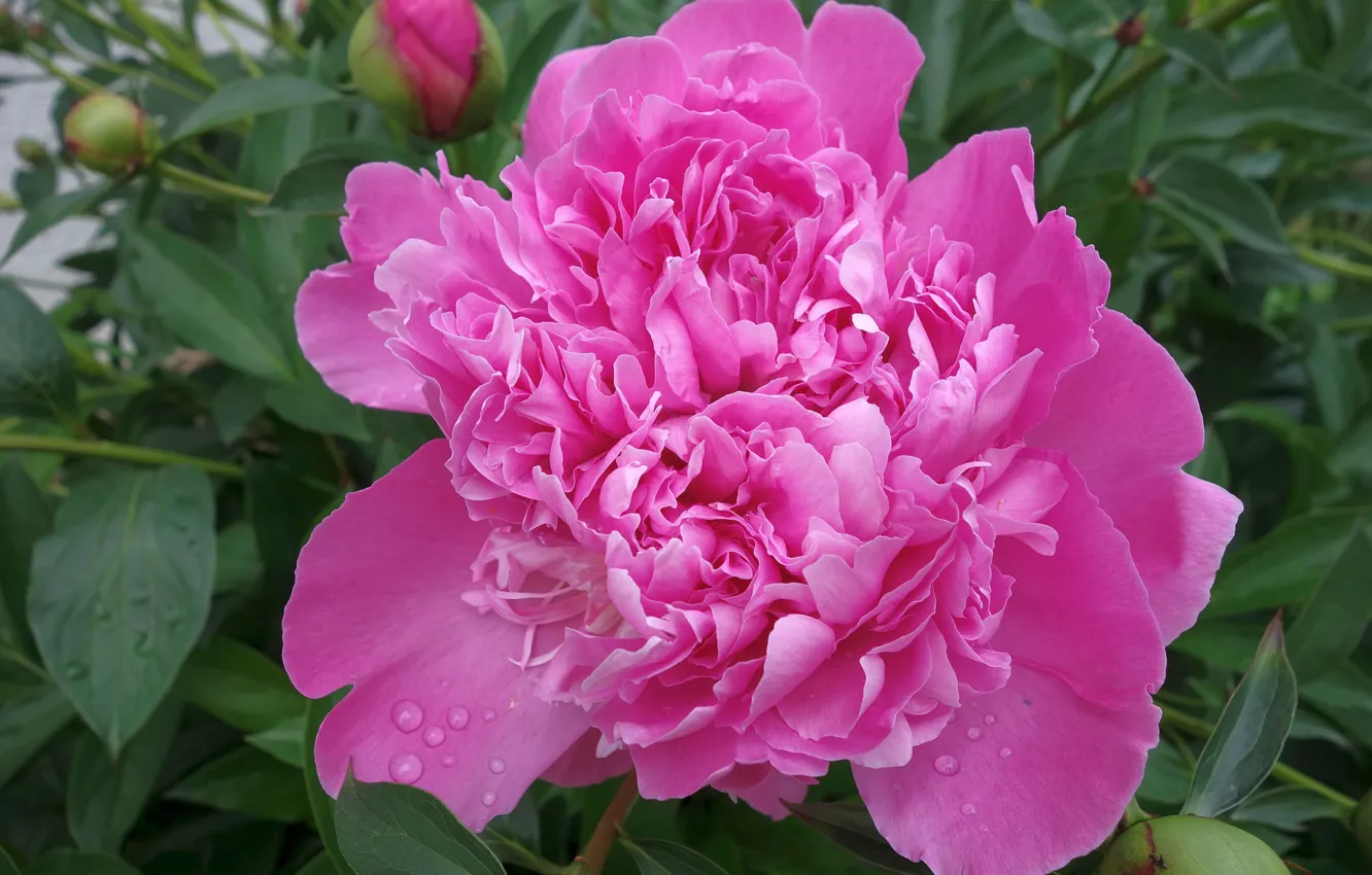 Photo wallpaper macro, flowering, peonies