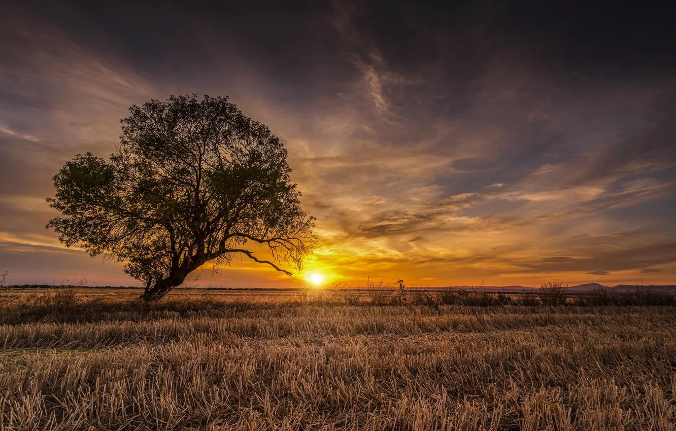 Photo wallpaper field, trees, sunset