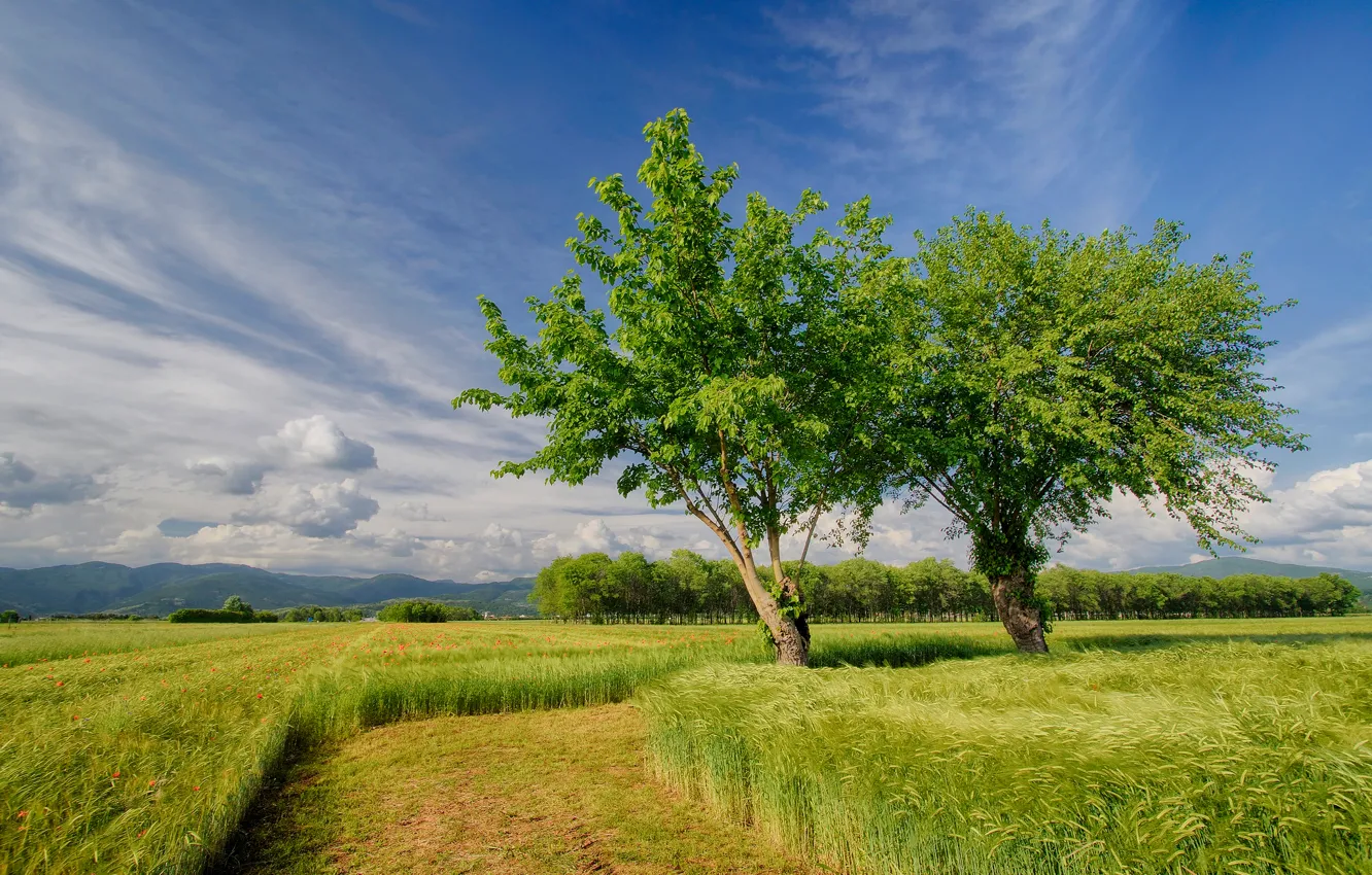Photo wallpaper field, the sky, trees, nature, field, spring, Italy