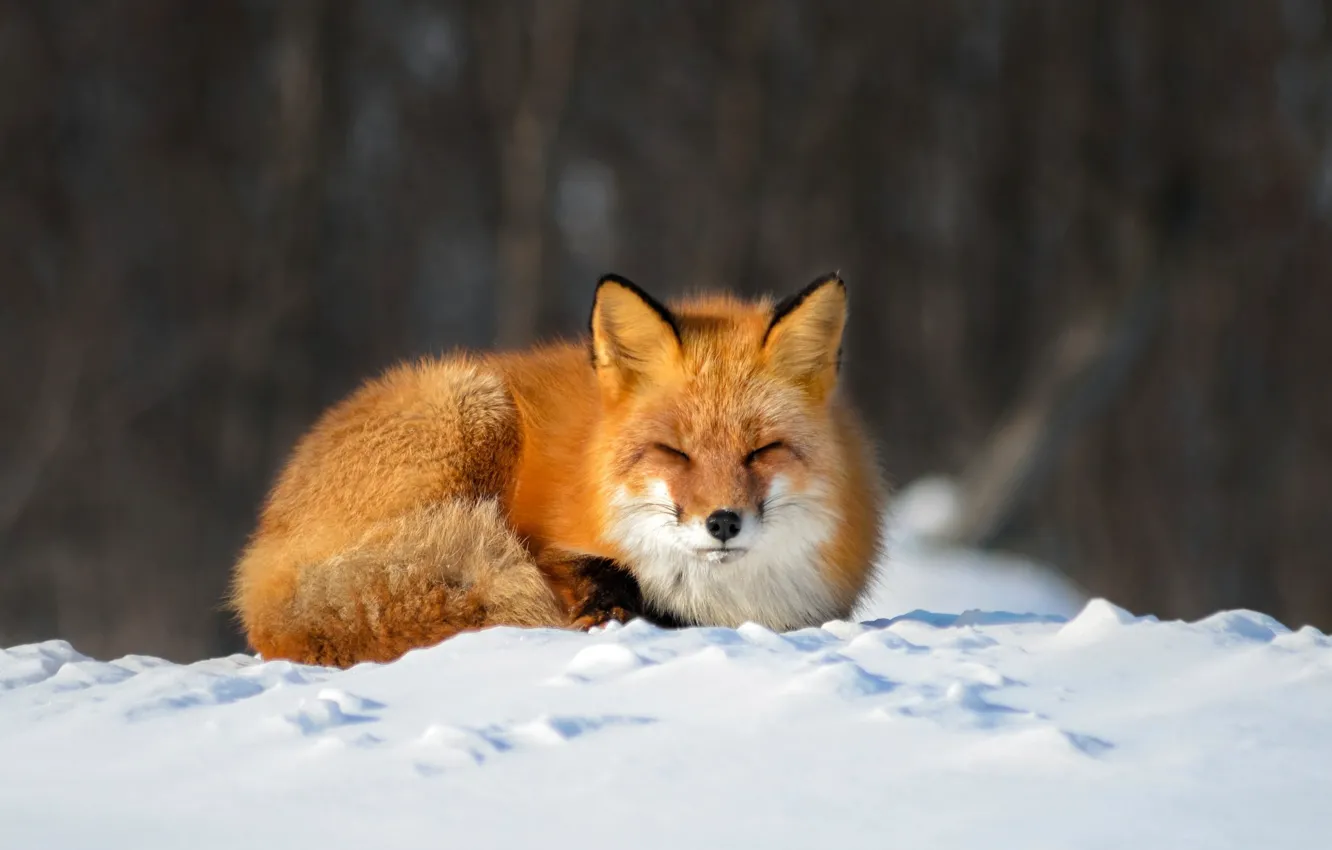 Photo wallpaper winter, snow, nature, pose, animal, Fox, Fox