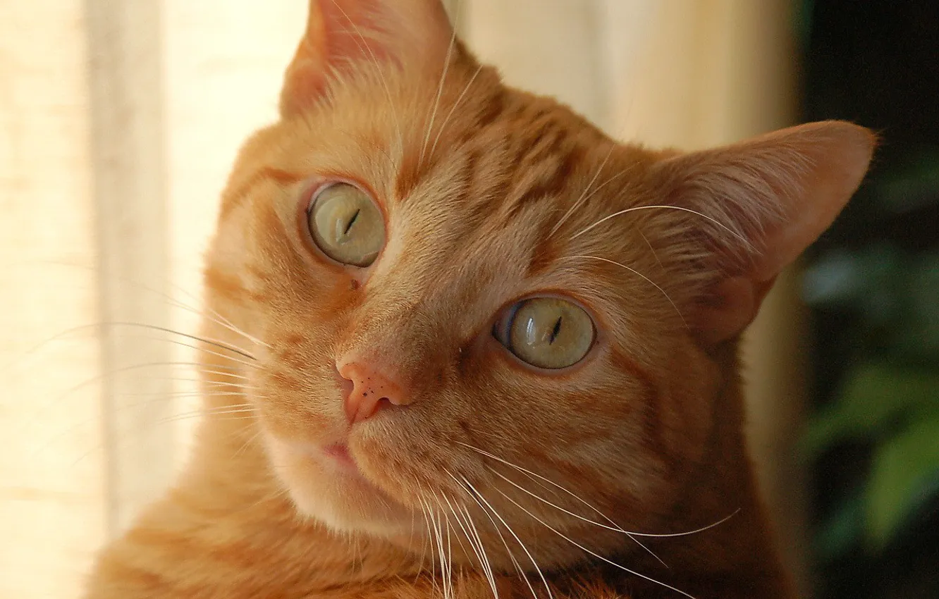 Photo wallpaper look, Koshak, red