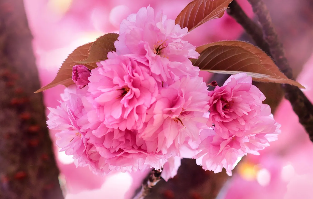 Photo wallpaper macro, flowers, cherry, spring, Sakura, flowering