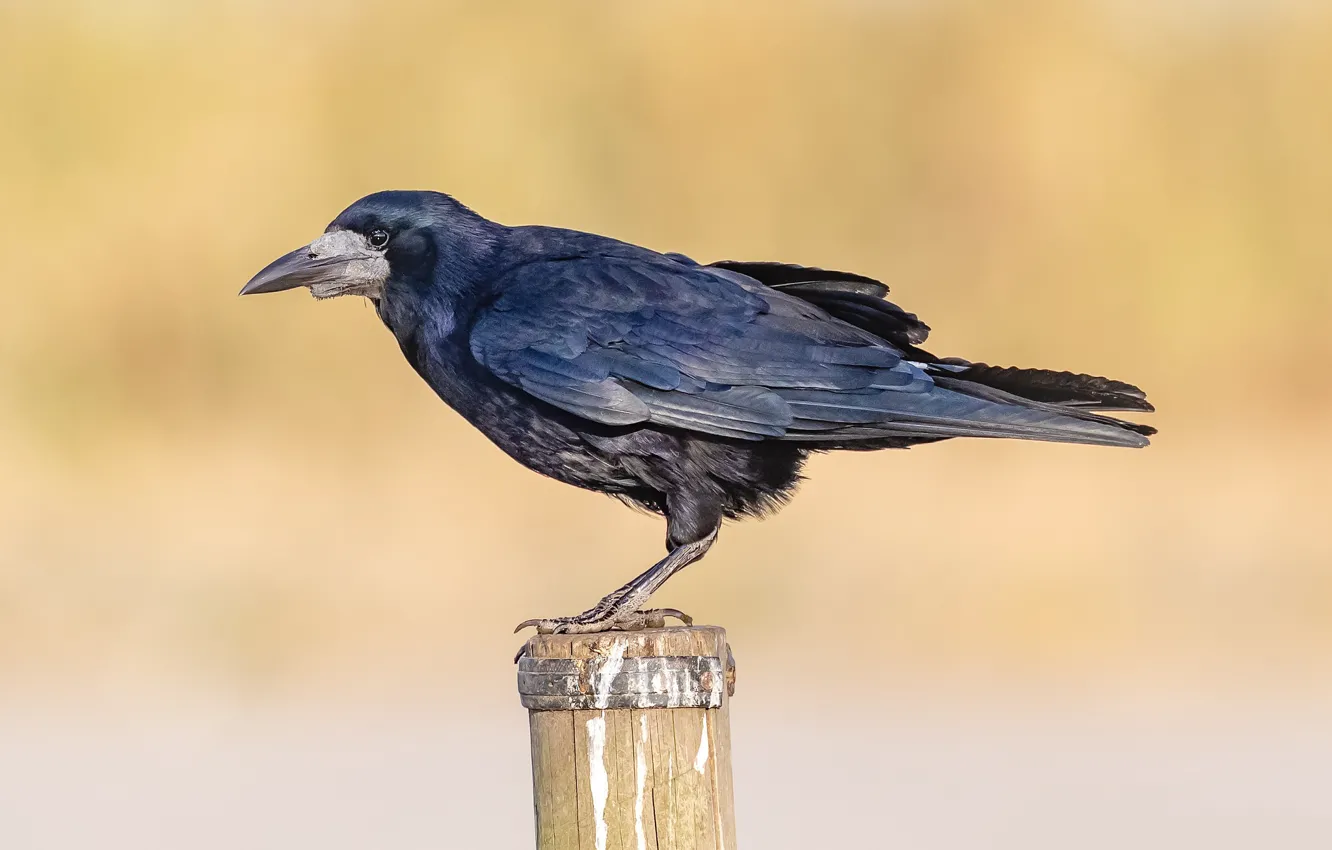 Photo wallpaper background, crows, Raven