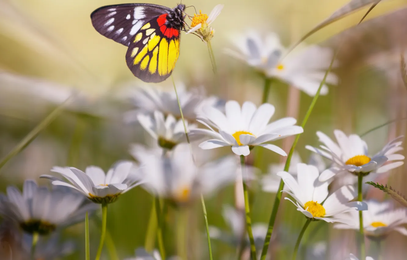 Photo wallpaper flowers, butterfly, chamomile, butterfly, flowers, chamomile
