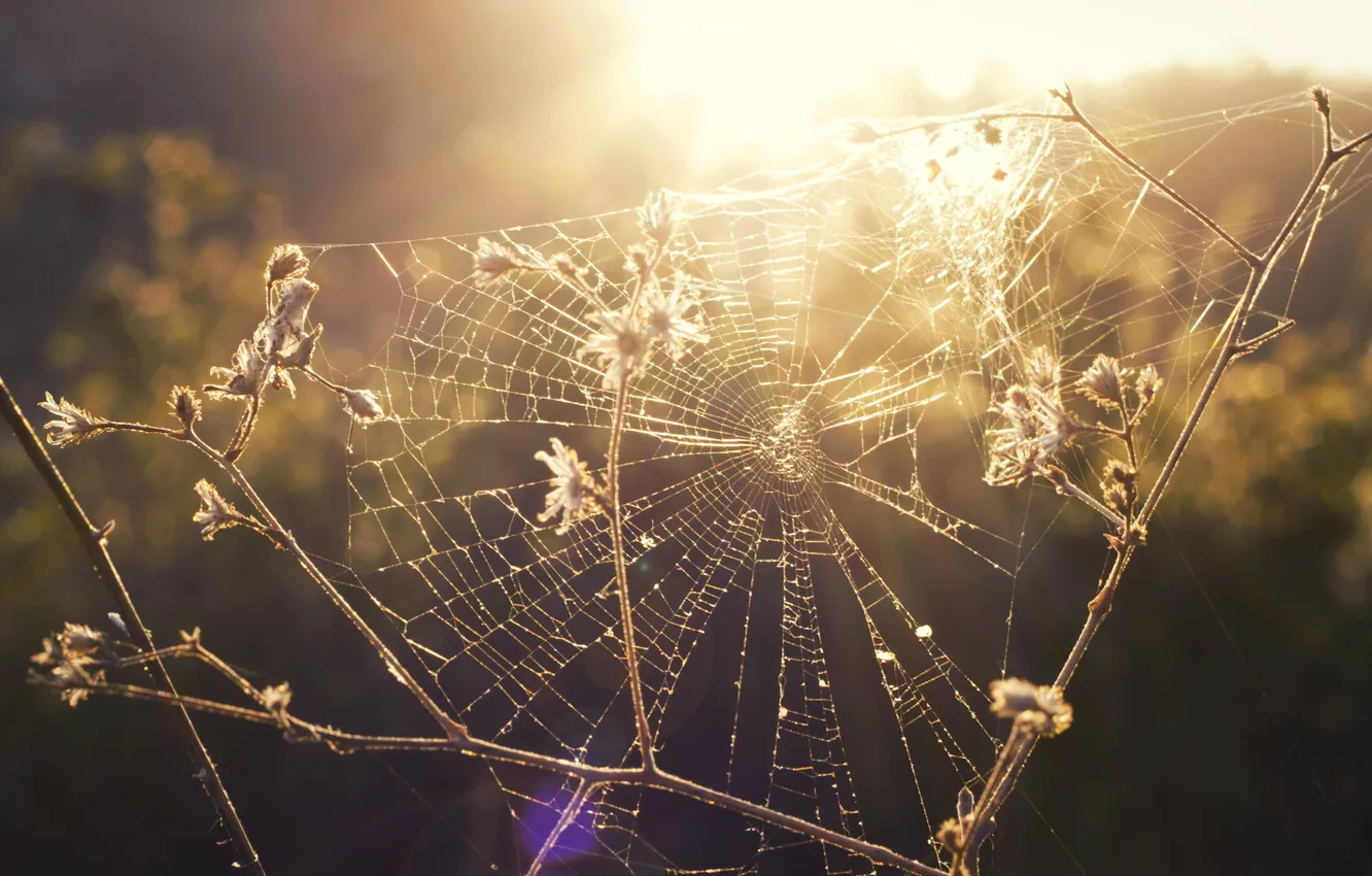 Photo wallpaper light, nature, web