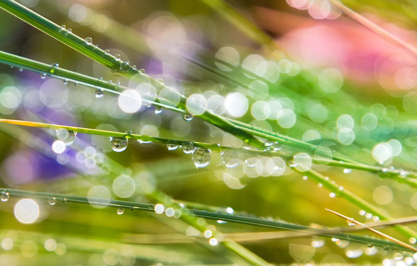 Photo wallpaper nature, Rosa, Cali