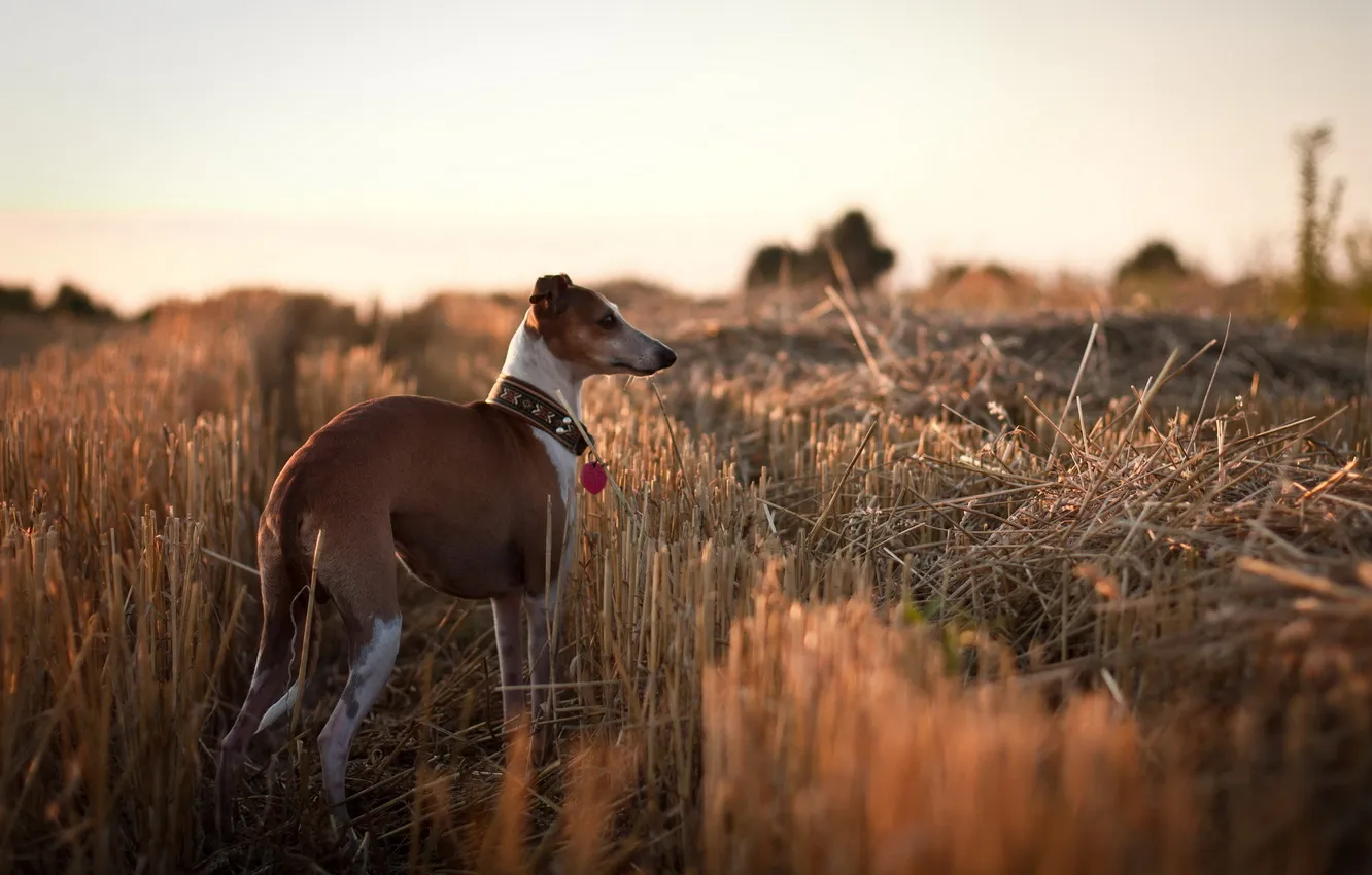 Photo wallpaper field, background, dog