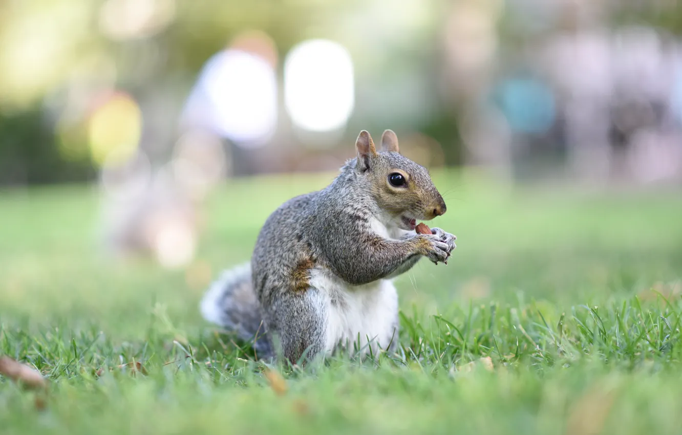 Photo wallpaper grass, grey, glade, protein, bokeh, meal