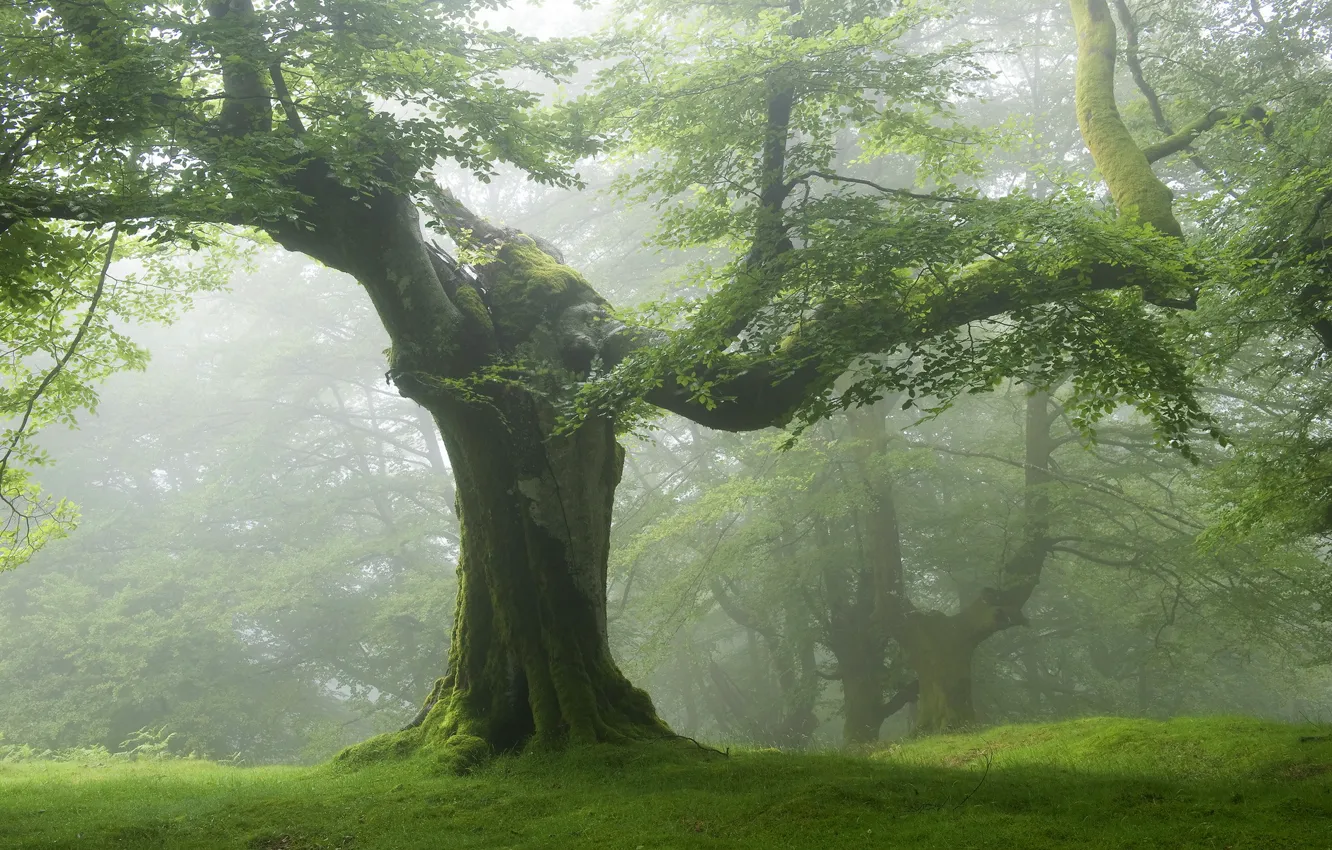 Photo wallpaper landscape, nature, fog, tree