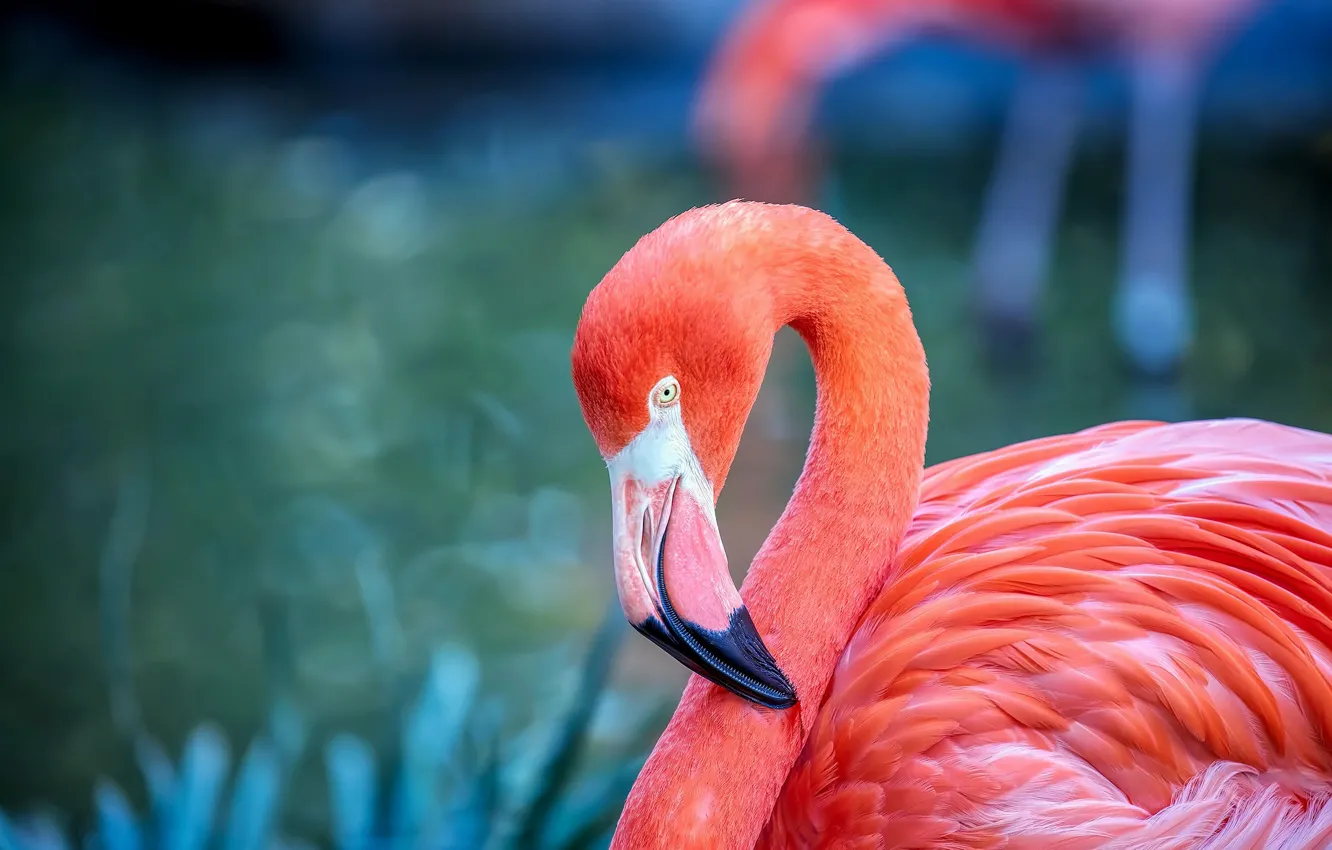 Photo wallpaper birds, background, portrait, Flamingo, wildlife, bright plumage, pink flamingos, child of sunset