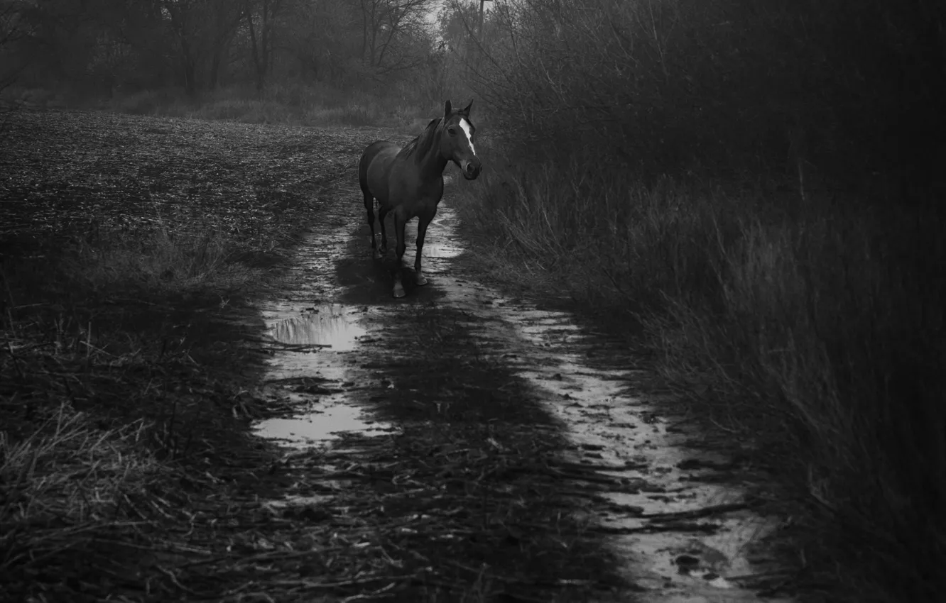 Photo wallpaper autumn, horse, horse, after the rain, autumn, observation, slush, prosecution