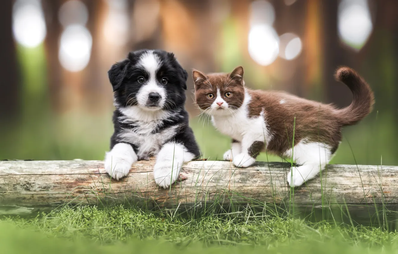 Photo wallpaper cat, grass, look, nature, pose, each, glade, legs